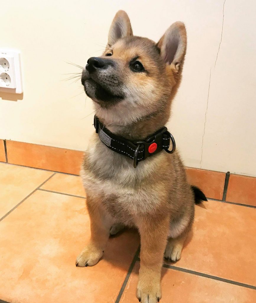 Veterinär Båstad