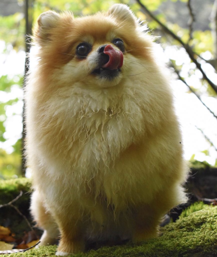 Veterinär