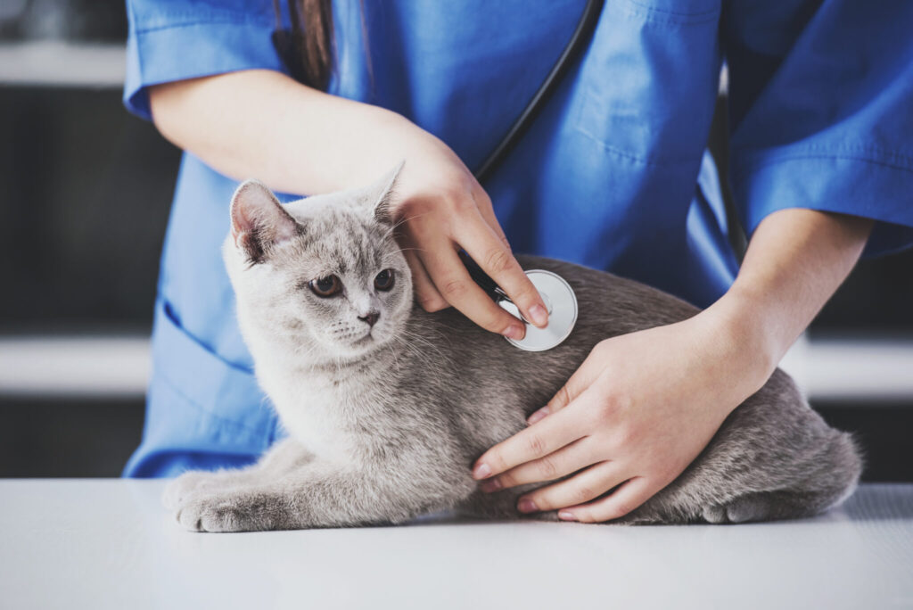 katt hos veterinär