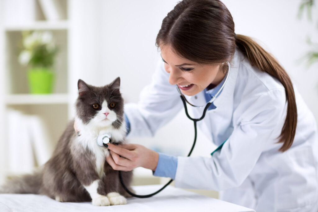 katt hos veterinär