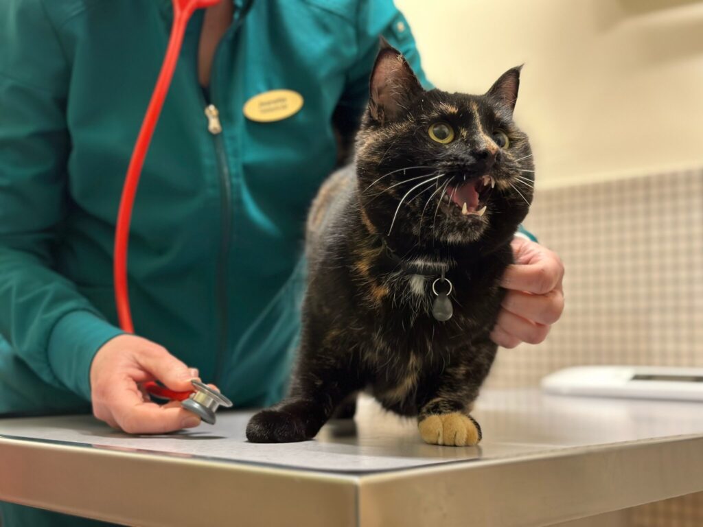 Katt på veterinärbord